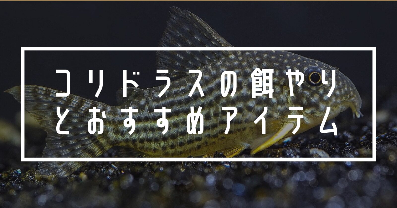 もう悩まない コリドラスの餌が他の魚に取られる時の対処法とコリドラスの餌比較 Find